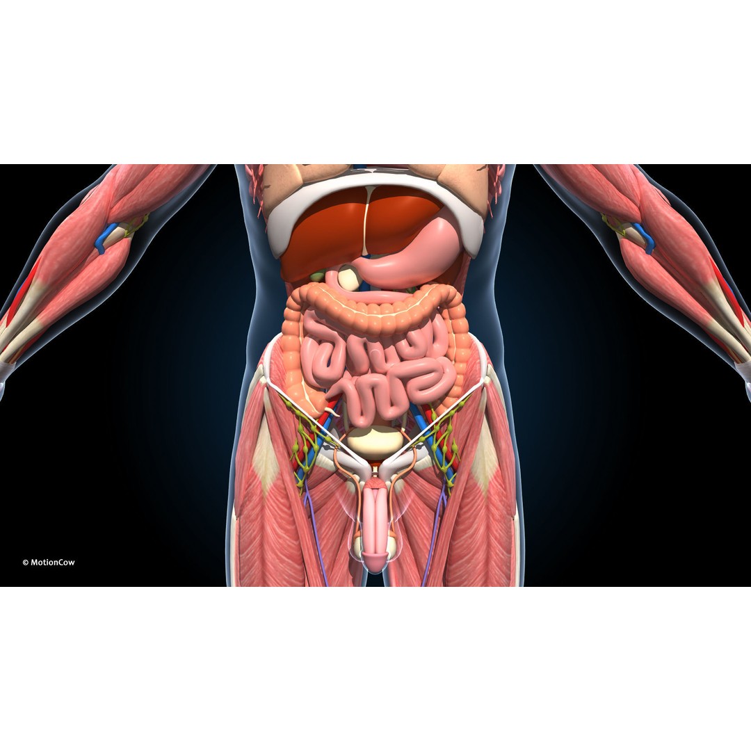 Ultimate Male Anatomy 3D Model – Advanced Rigged Character with 50+ Animations - View 32