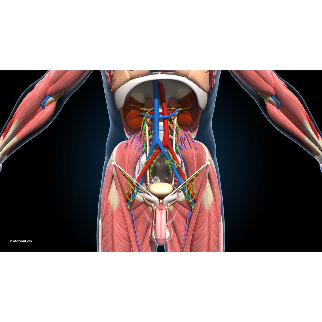 Ultimate Male Anatomy 3D Model – Advanced Rigged Character with 50+ Animations - View 33