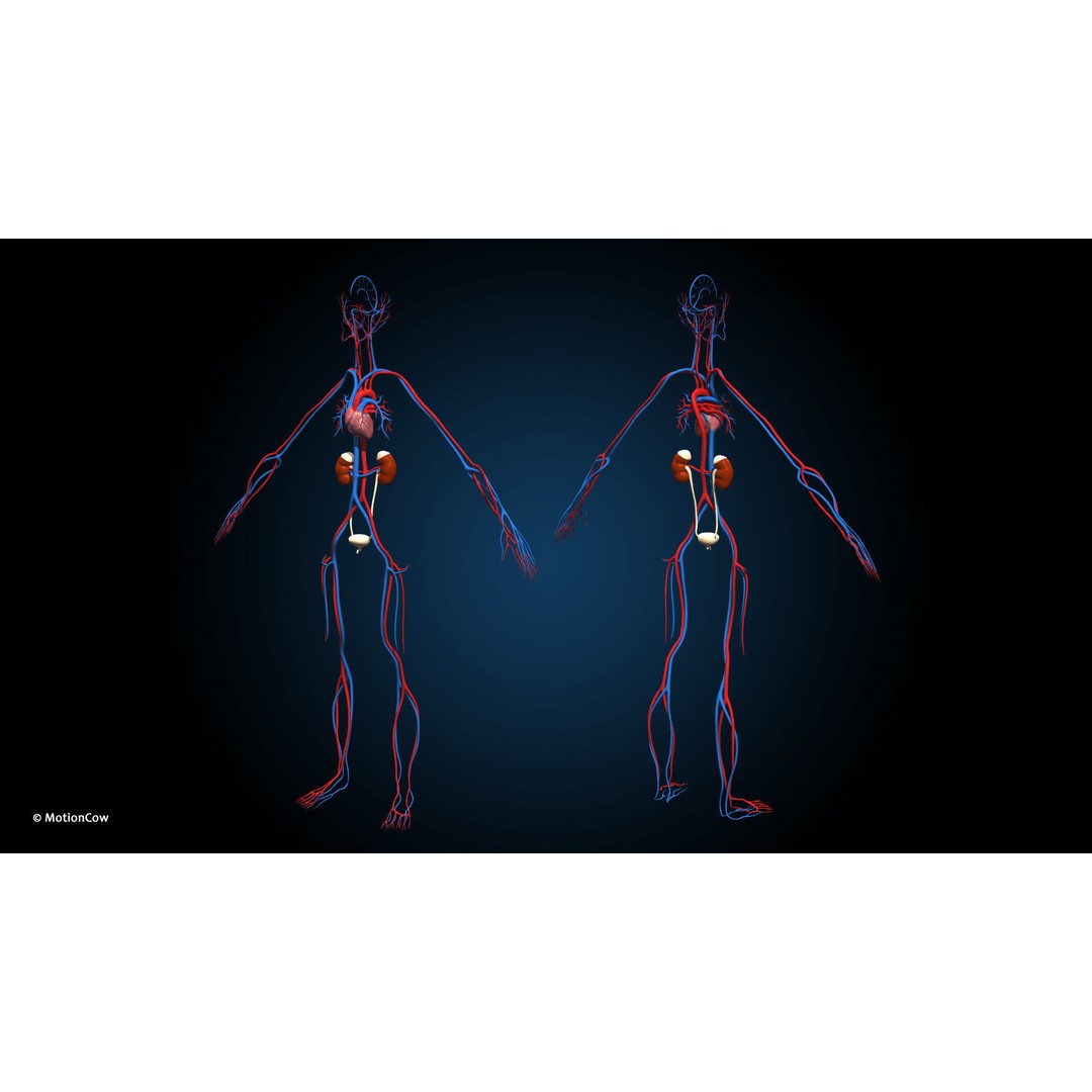 Ultimate Male Anatomy 3D Model – Advanced Rigged Character with 50+ Animations - View 35