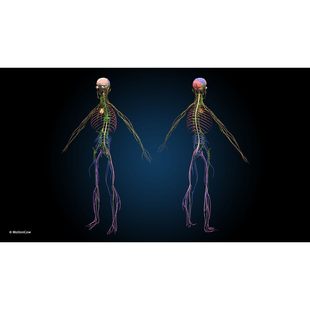 Ultimate Male Anatomy 3D Model – Advanced Rigged Character with 50+ Animations - View 36
