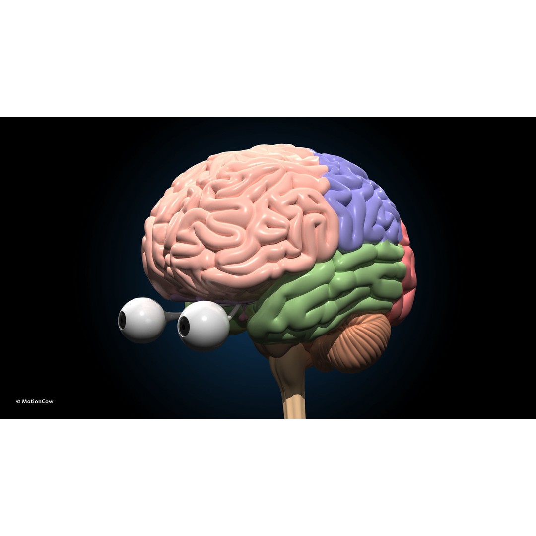 Ultimate Male Anatomy 3D Model – Advanced Rigged Character with 50+ Animations - View 37