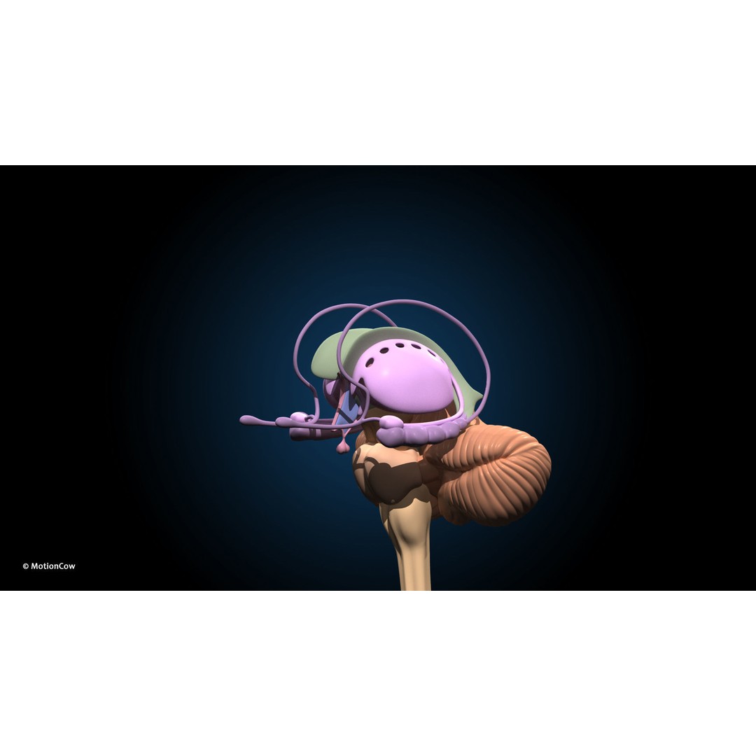 Ultimate Male Anatomy 3D Model – Advanced Rigged Character with 50+ Animations - View 39