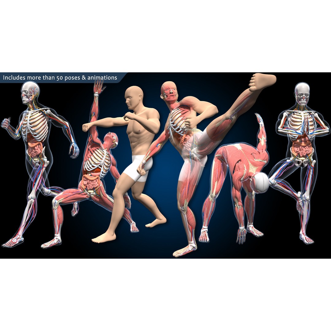 Ultimate Male Anatomy 3D Model – Advanced Rigged Character with 50+ Animations - View 4
