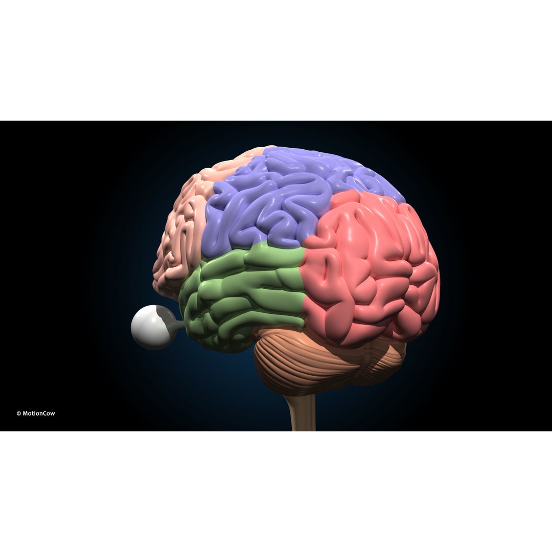 Ultimate Male Anatomy 3D Model – Advanced Rigged Character with 50+ Animations - View 40