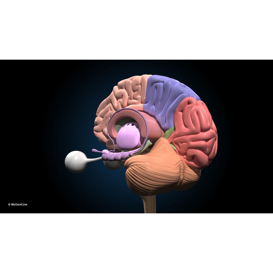 Ultimate Male Anatomy 3D Model – Advanced Rigged Character with 50+ Animations - View 41