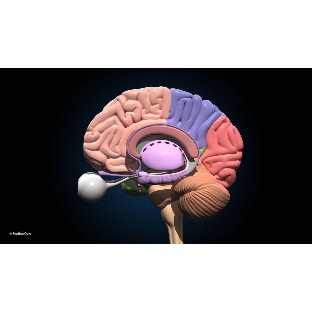 Ultimate Male Anatomy 3D Model – Advanced Rigged Character with 50+ Animations - View 44