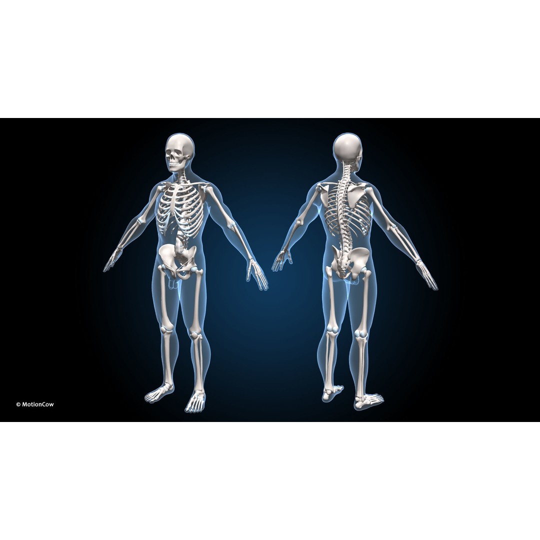 Ultimate Male Anatomy 3D Model – Advanced Rigged Character with 50+ Animations - View 47