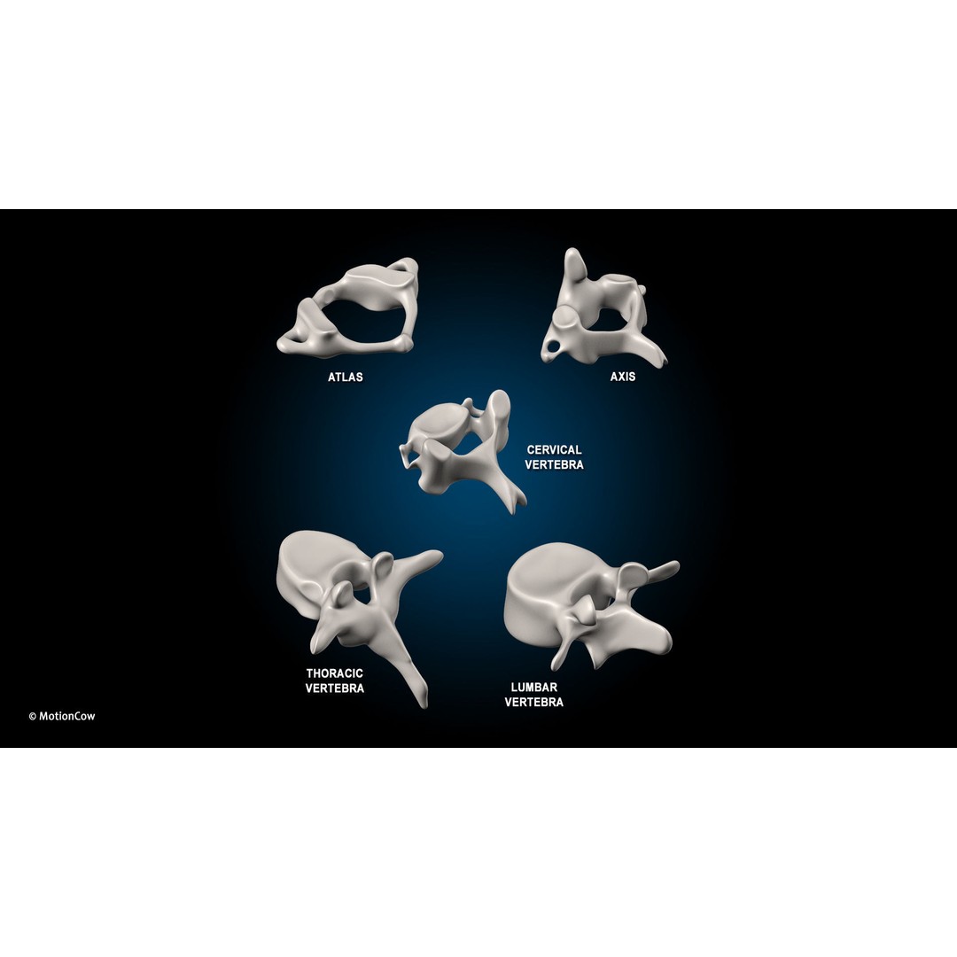 Ultimate Male Anatomy 3D Model – Advanced Rigged Character with 50+ Animations - View 49