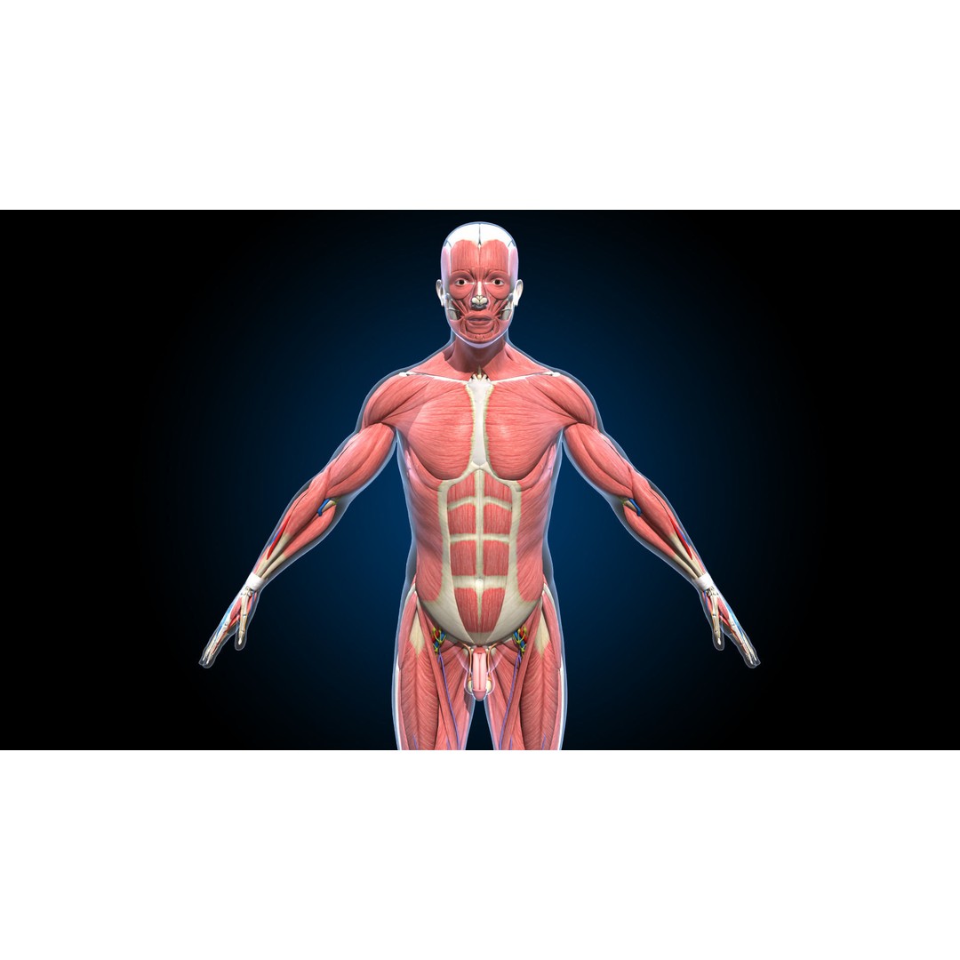 Ultimate Male Anatomy 3D Model – Advanced Rigged Character with 50+ Animations - View 5