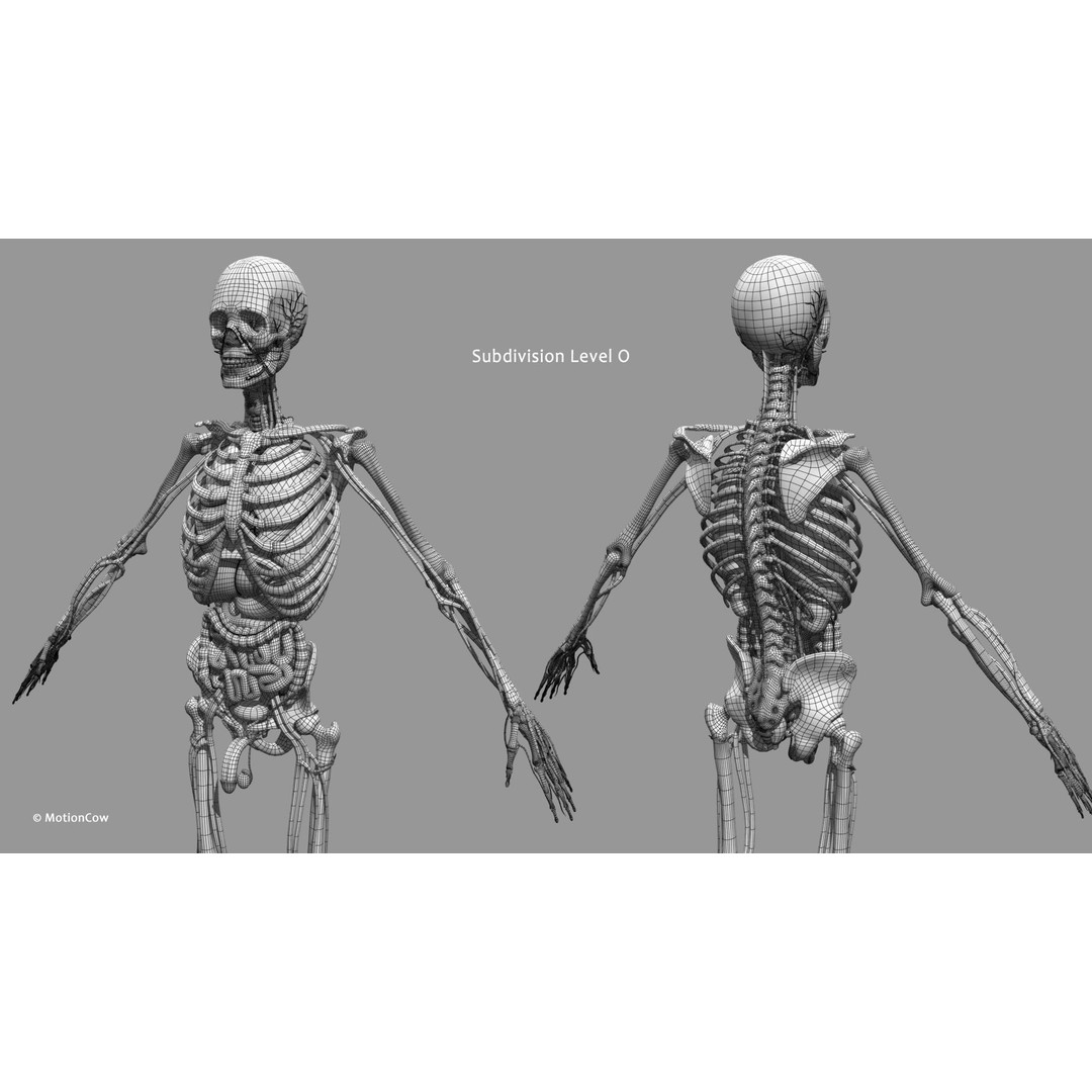 Ultimate Male Anatomy 3D Model – Advanced Rigged Character with 50+ Animations - View 54