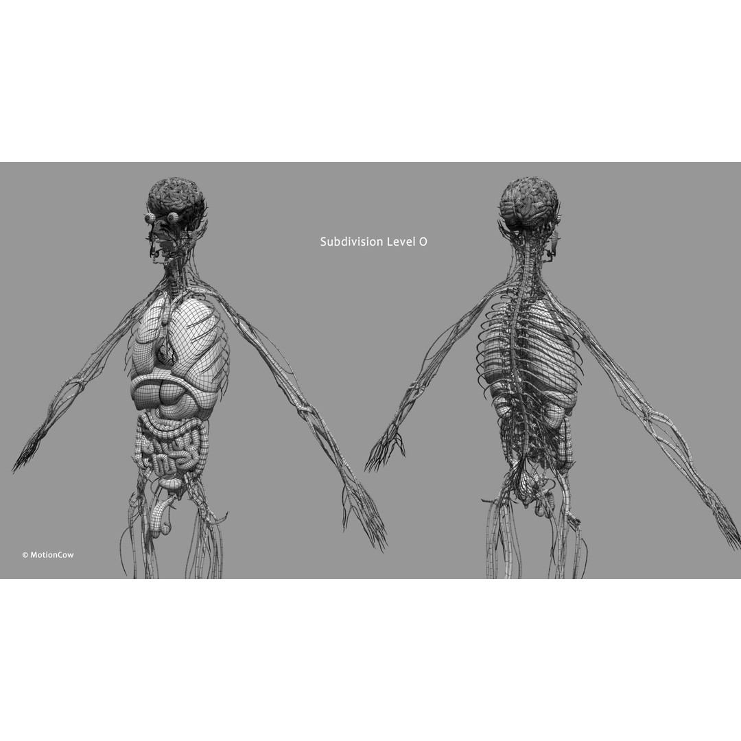 Ultimate Male Anatomy 3D Model – Advanced Rigged Character with 50+ Animations - View 55