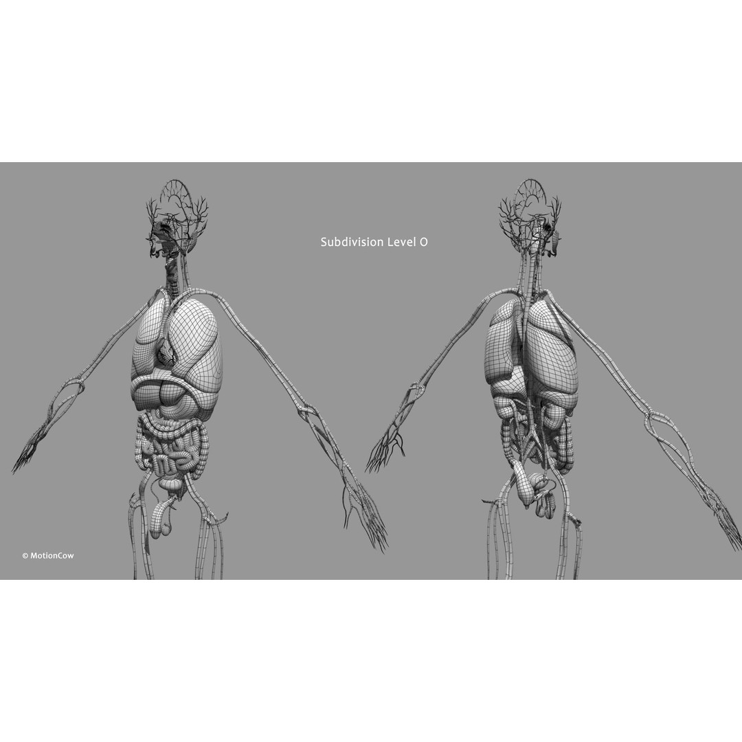 Ultimate Male Anatomy 3D Model – Advanced Rigged Character with 50+ Animations - View 56