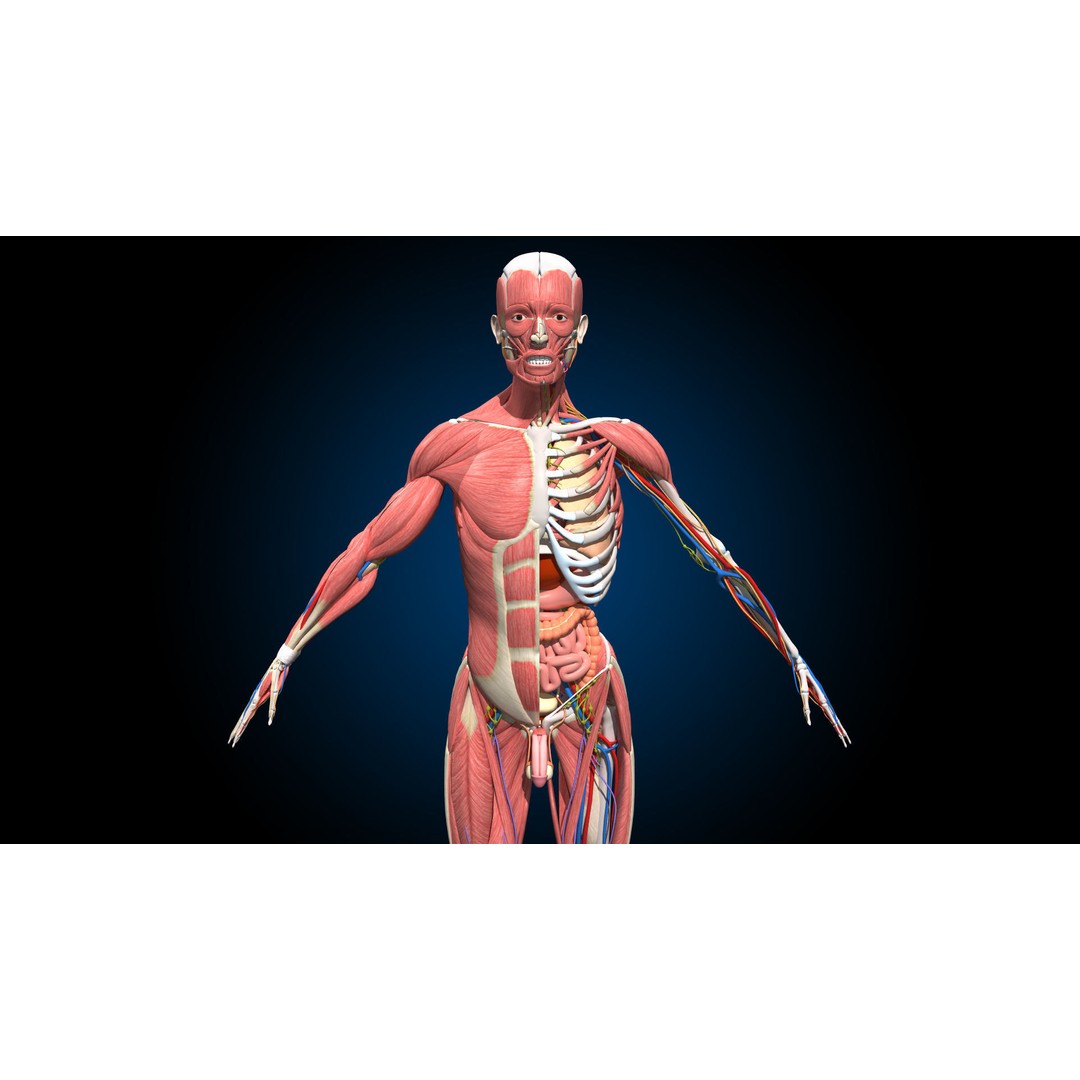 Ultimate Male Anatomy 3D Model – Advanced Rigged Character with 50+ Animations - View 6