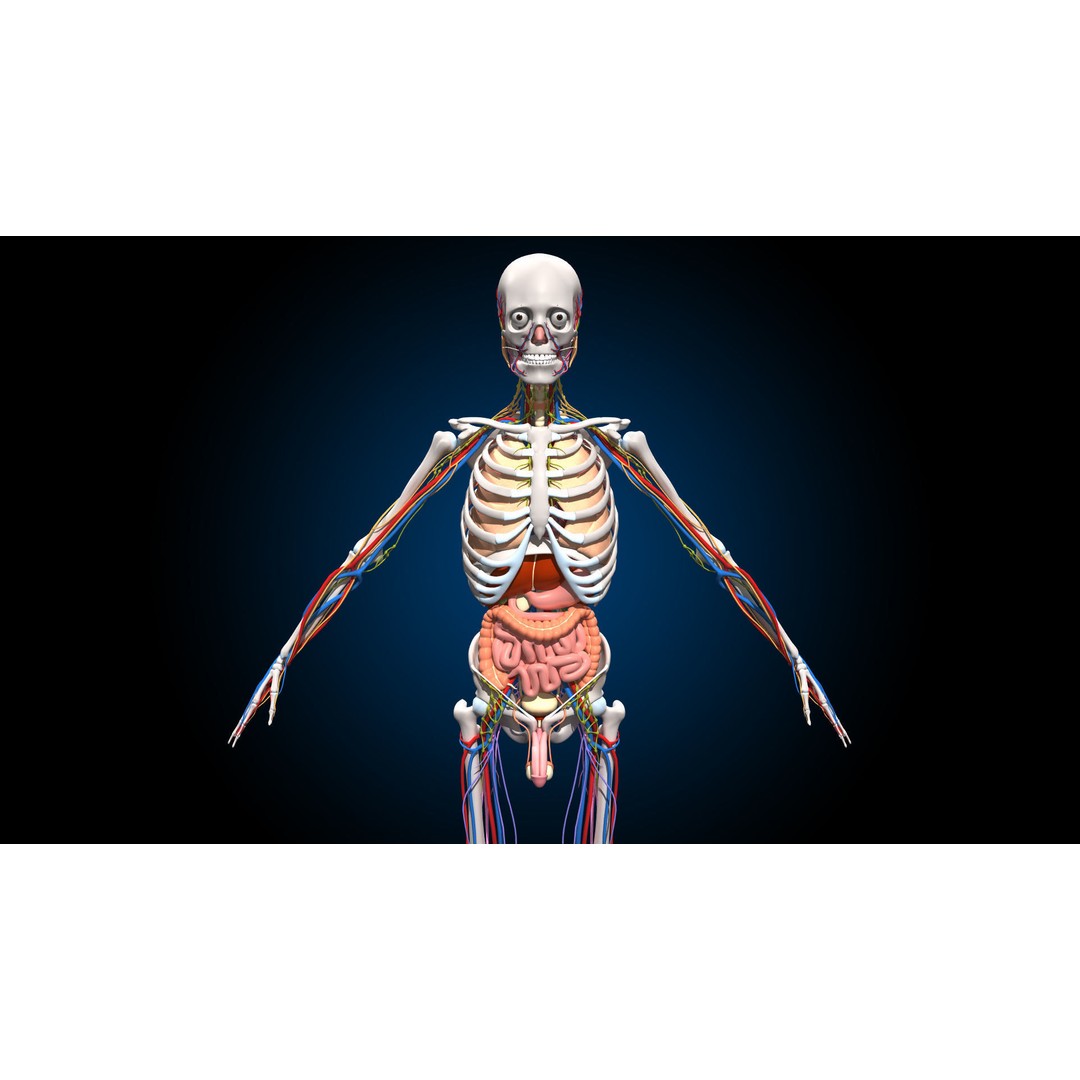 Ultimate Male Anatomy 3D Model – Advanced Rigged Character with 50+ Animations - View 7
