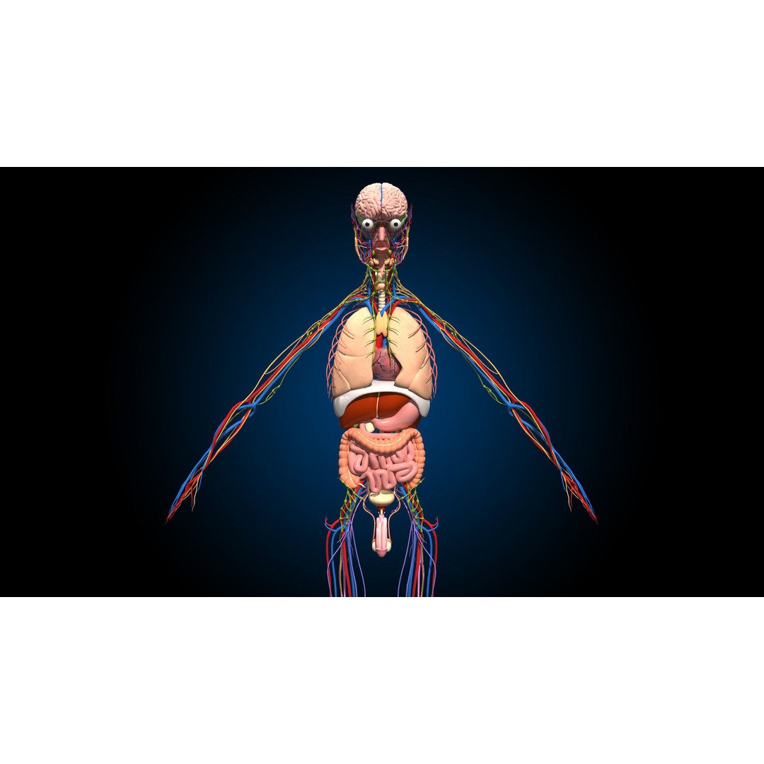 Ultimate Male Anatomy 3D Model – Advanced Rigged Character with 50+ Animations - View 8