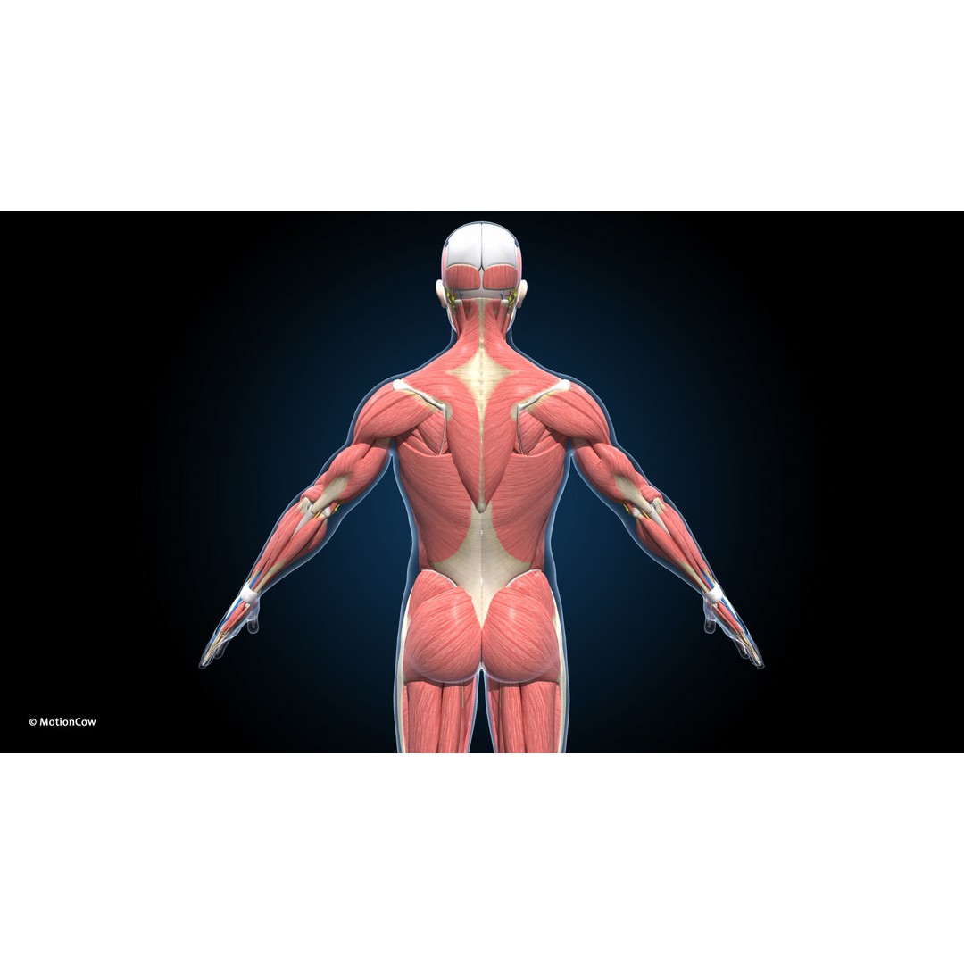 Ultimate Male Anatomy 3D Model – Advanced Rigged Character with 50+ Animations - View 9