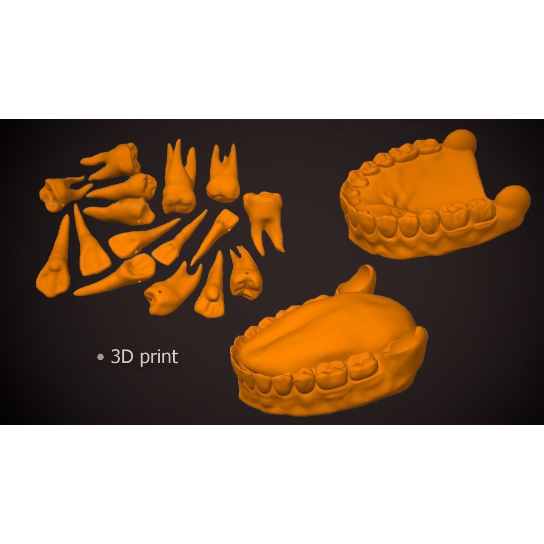 Great Teeth Collection 3D Model – Low-Poly Character Mouth, FBX & OBJ