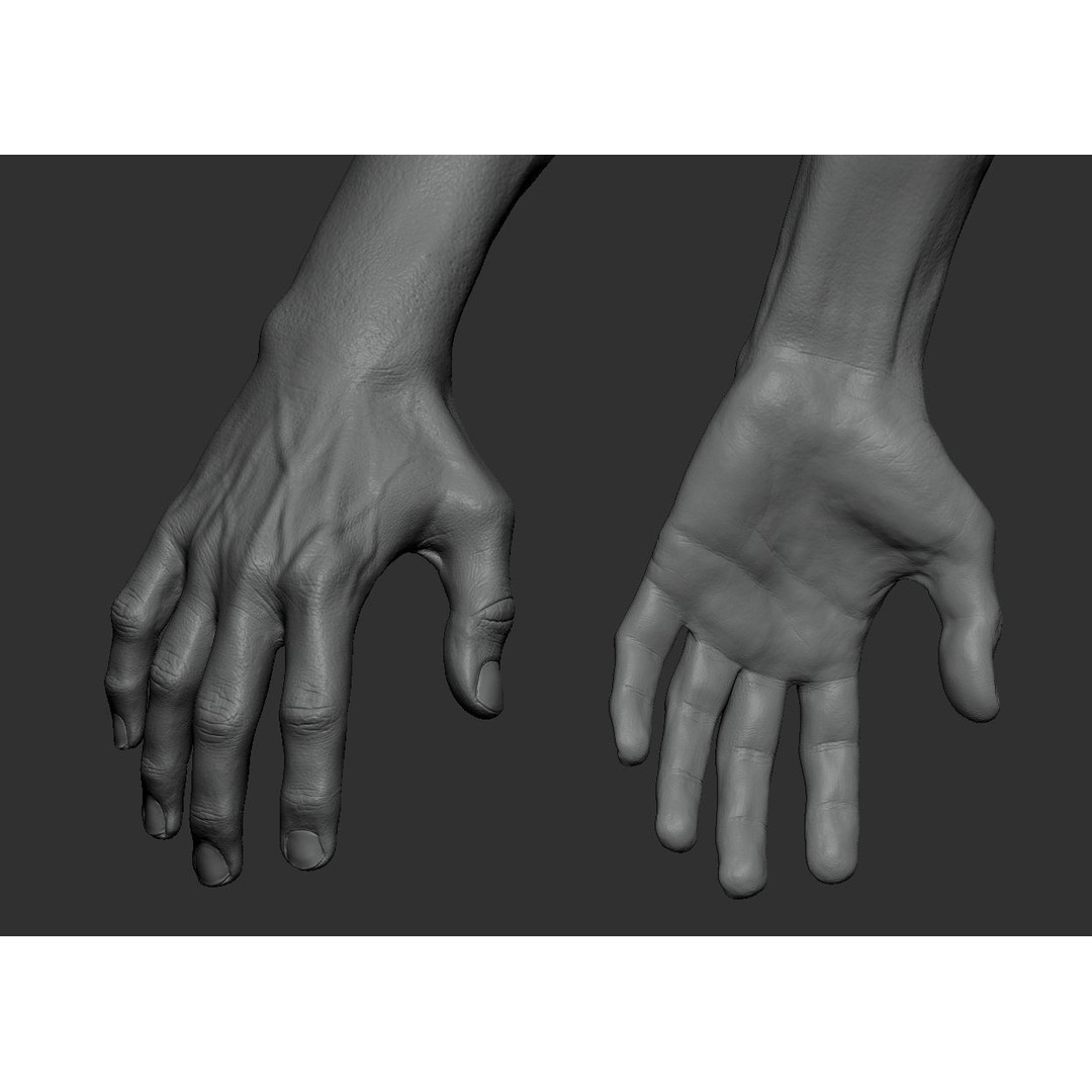 Male Body 3D Model – Low Poly Anatomy Sculpt, FBX & ZTL Formats - View 4