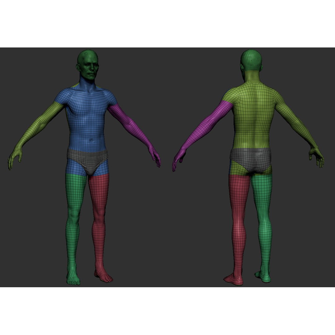 Male Body 3D Model – Low Poly Anatomy Sculpt, FBX & ZTL Formats - View 7