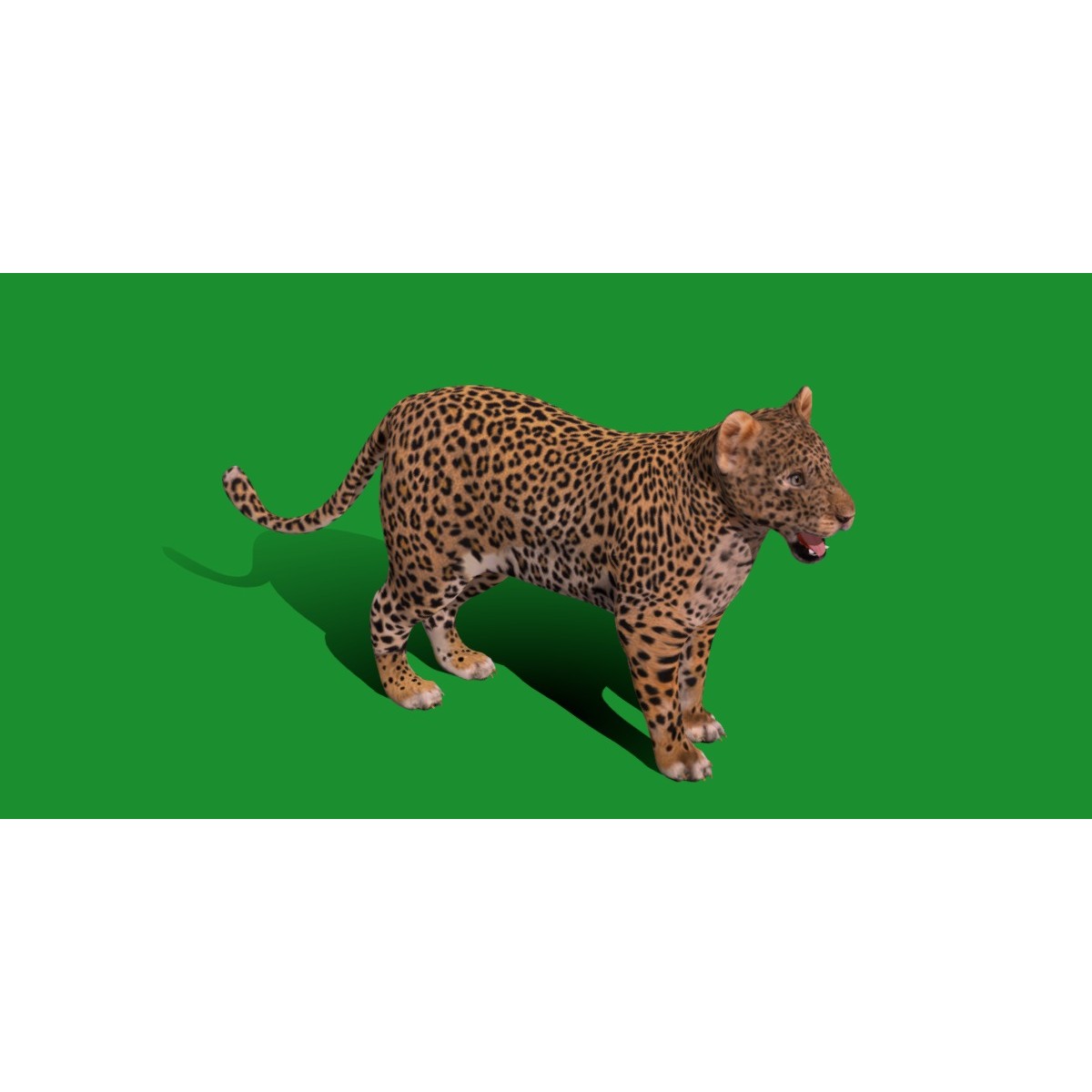 Leopard Cub - Low-Poly Game-Ready 3D Model - View 13