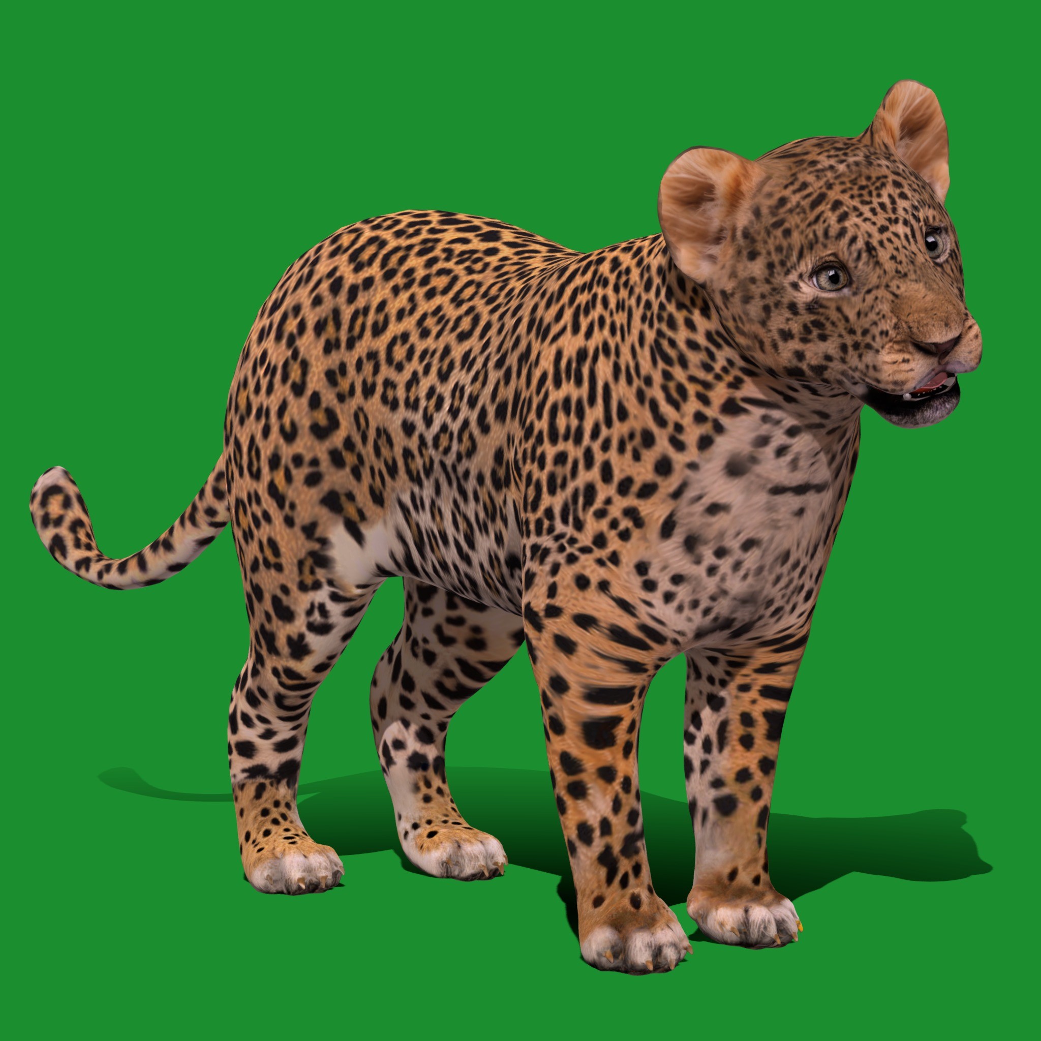 Leopard Cub - Low-Poly Game-Ready 3D Model - View 18