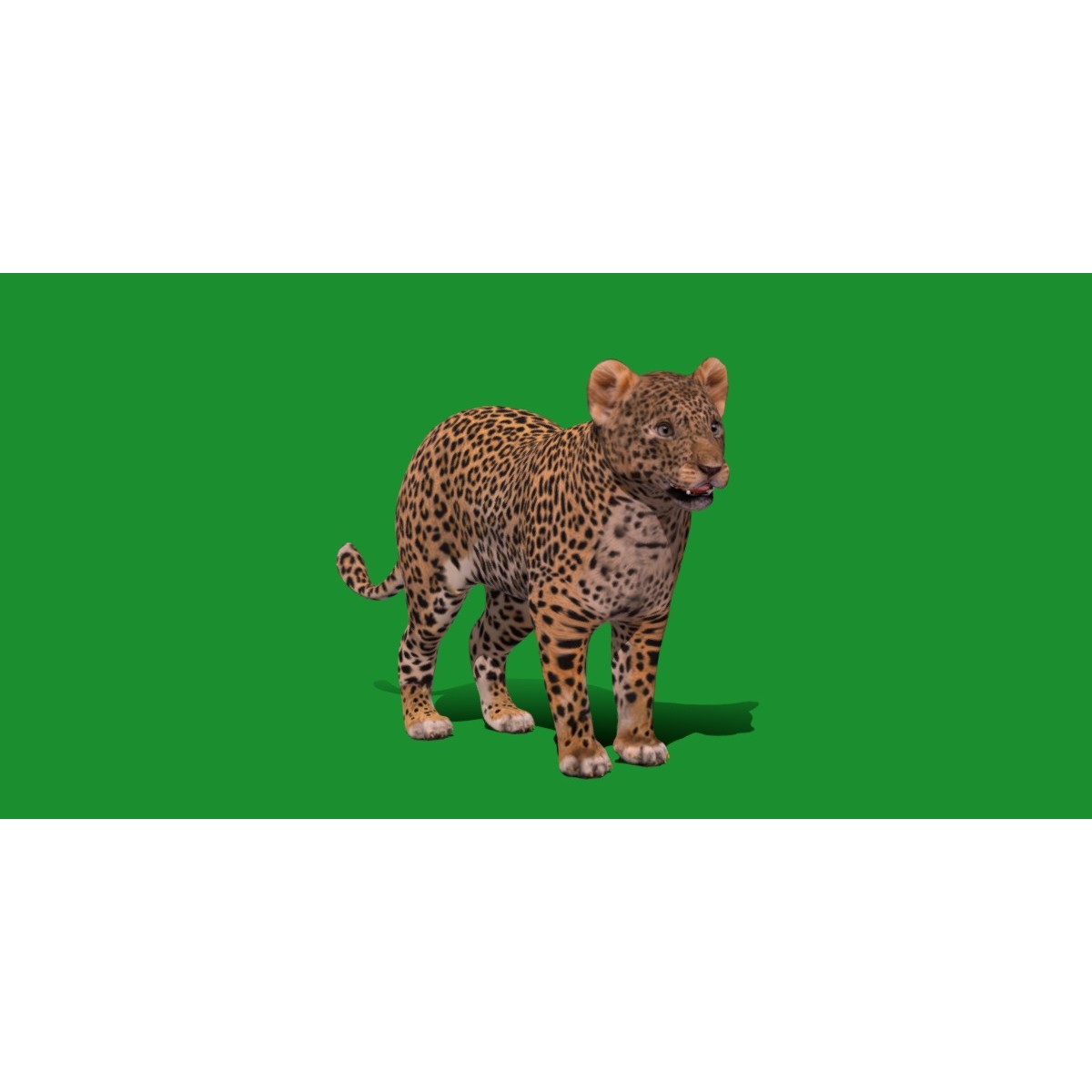 Leopard Cub - Low-Poly Game-Ready 3D Model - View 19
