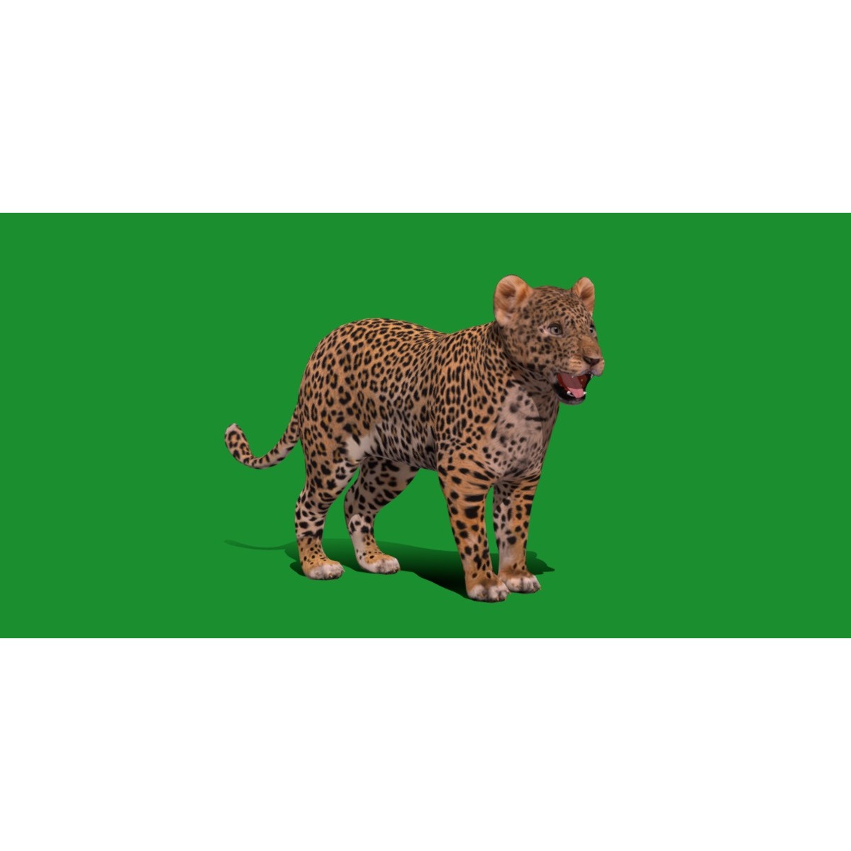 Leopard Cub - Low-Poly Game-Ready 3D Model - View 25