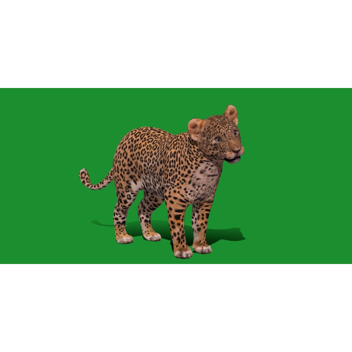 Leopard Cub - Low-Poly Game-Ready 3D Model - View 26