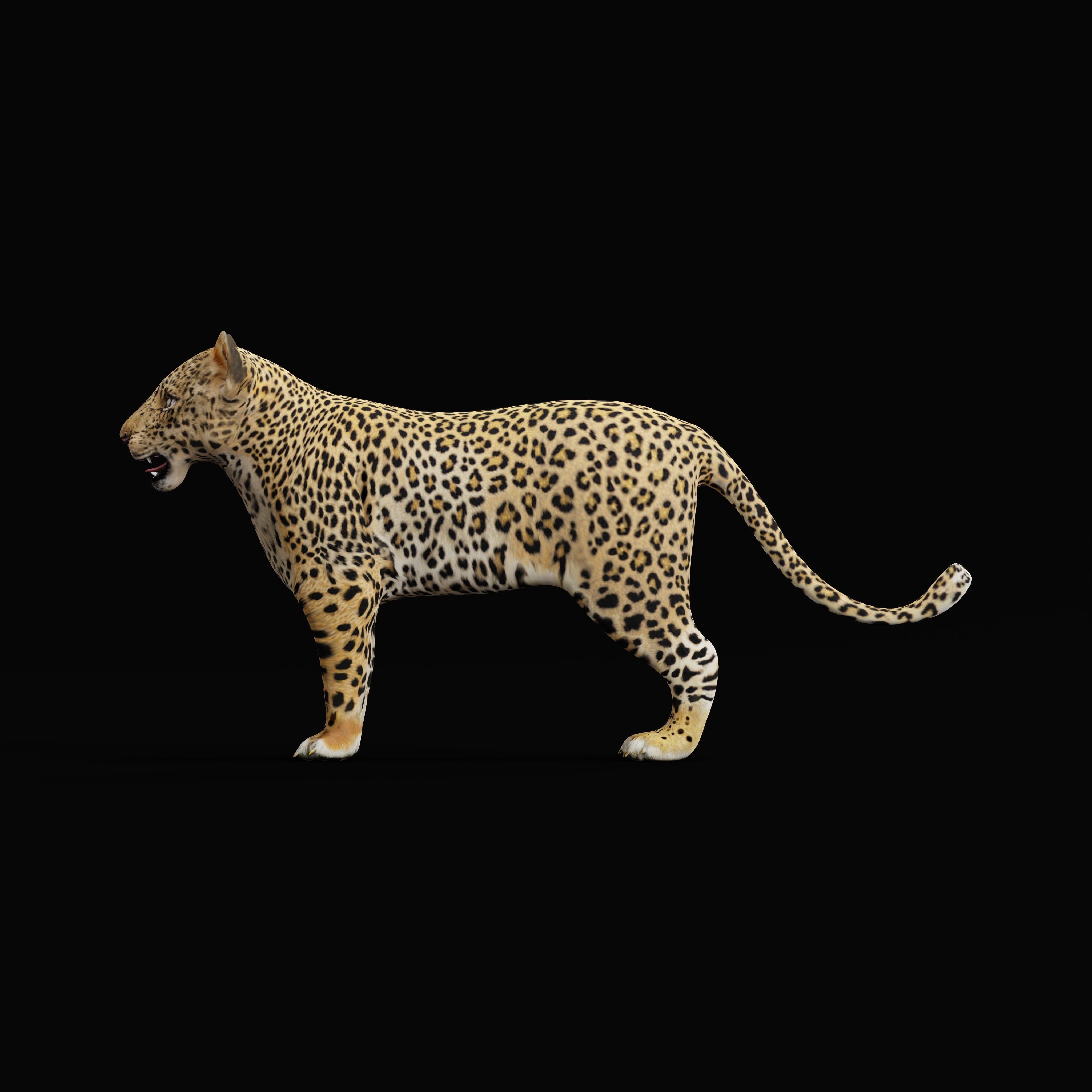 Leopard Cub - Low-Poly Game-Ready 3D Model - View 29