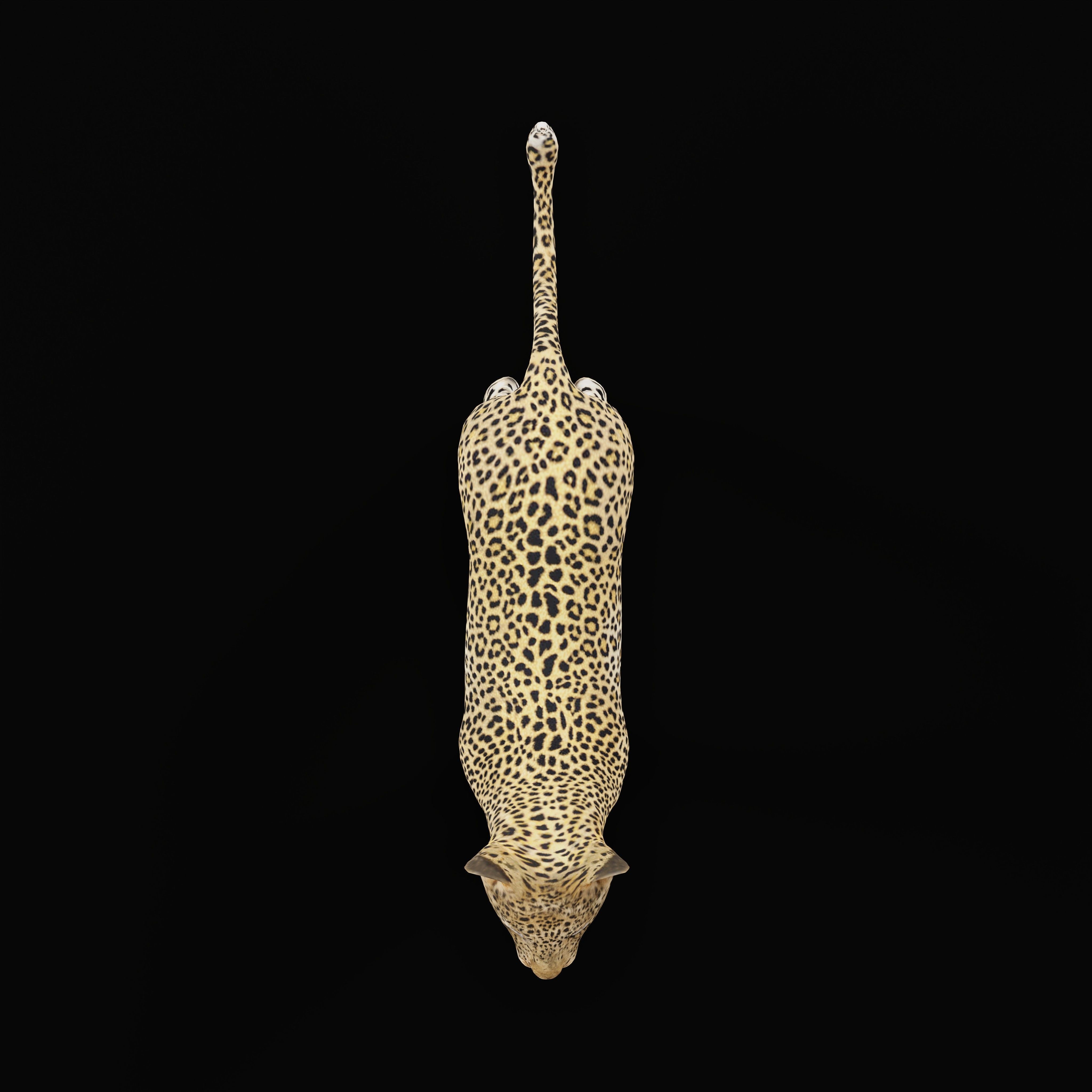 Leopard Cub - Low-Poly Game-Ready 3D Model - View 30