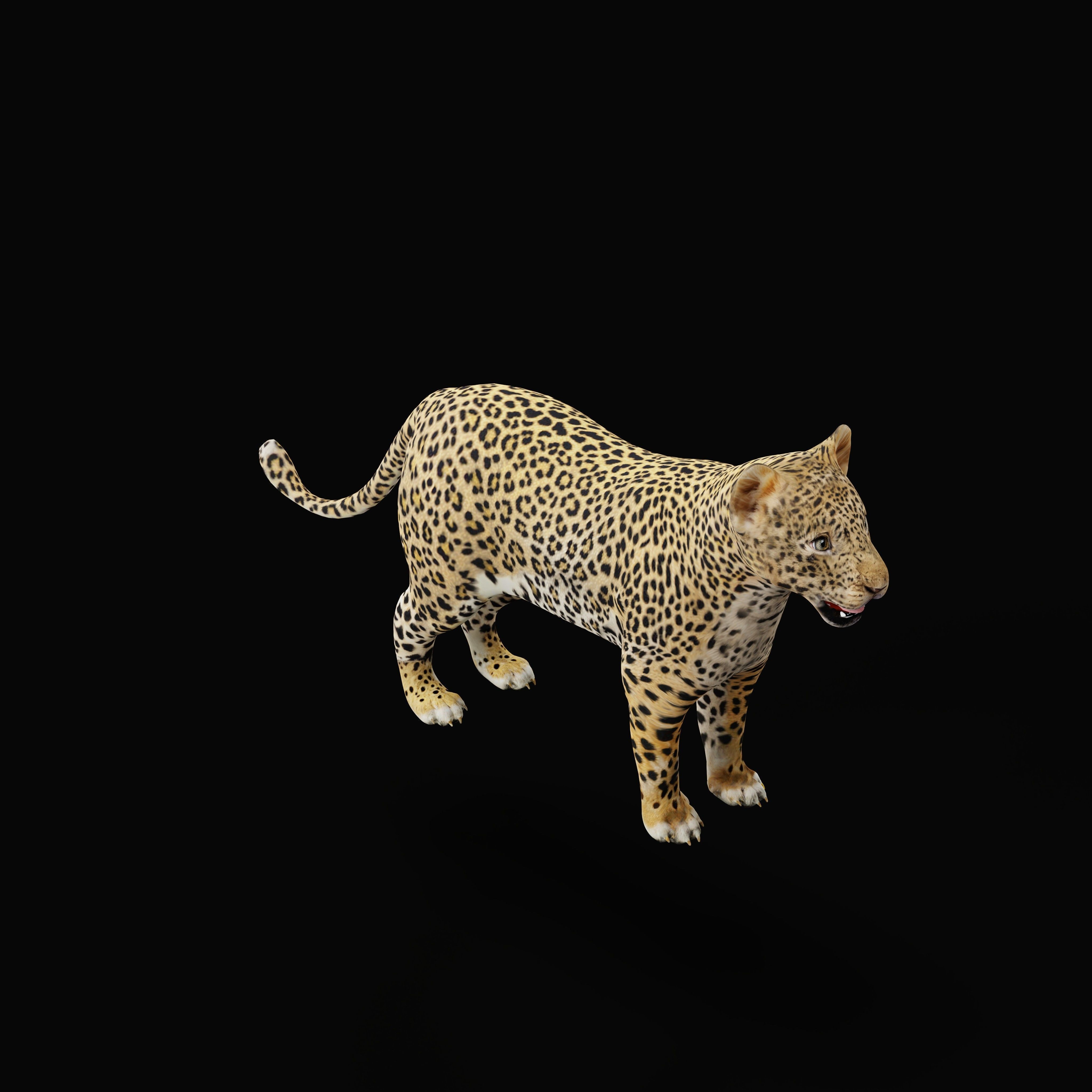 Leopard Cub - Low-Poly Game-Ready 3D Model - View 31