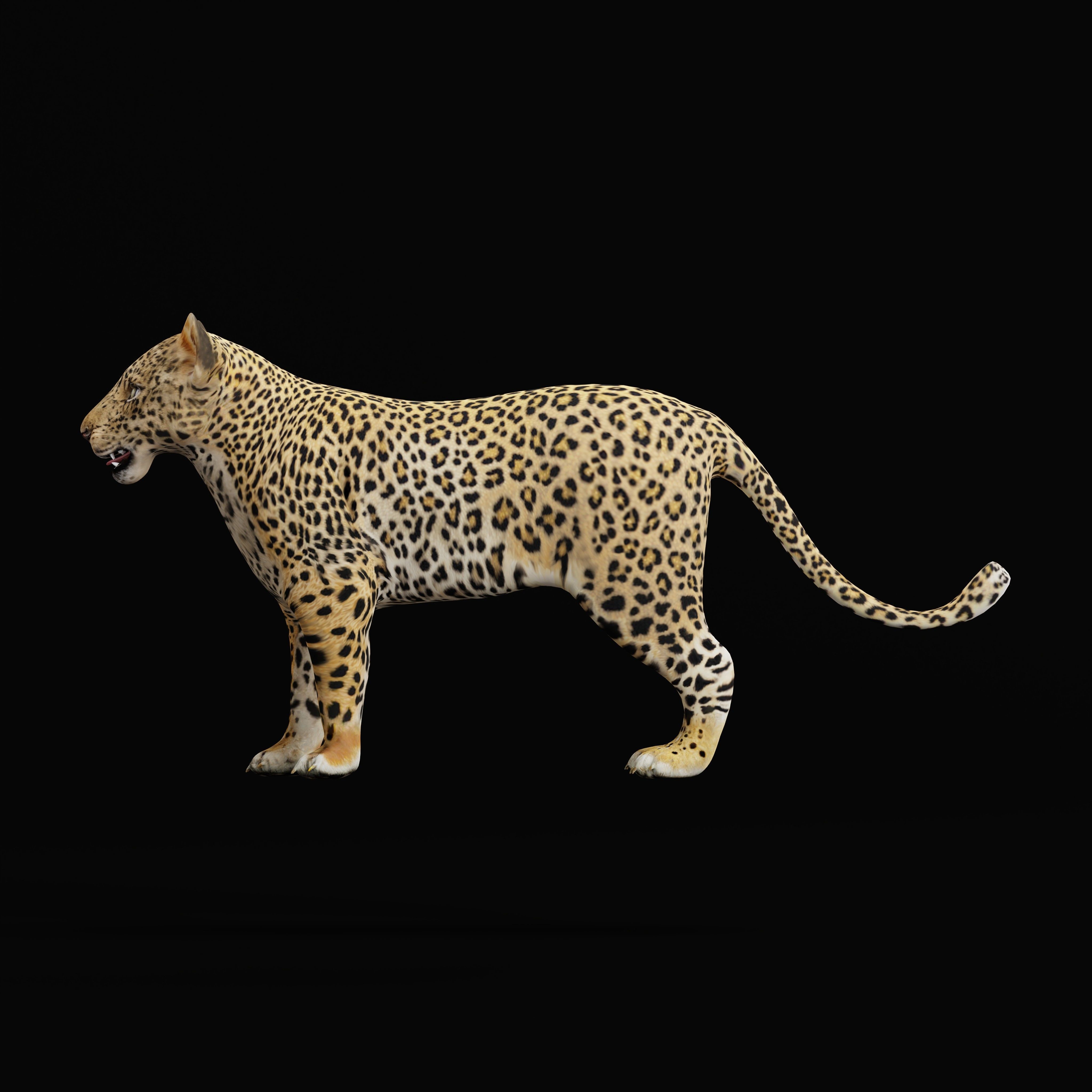 Leopard Cub - Low-Poly Game-Ready 3D Model - View 33