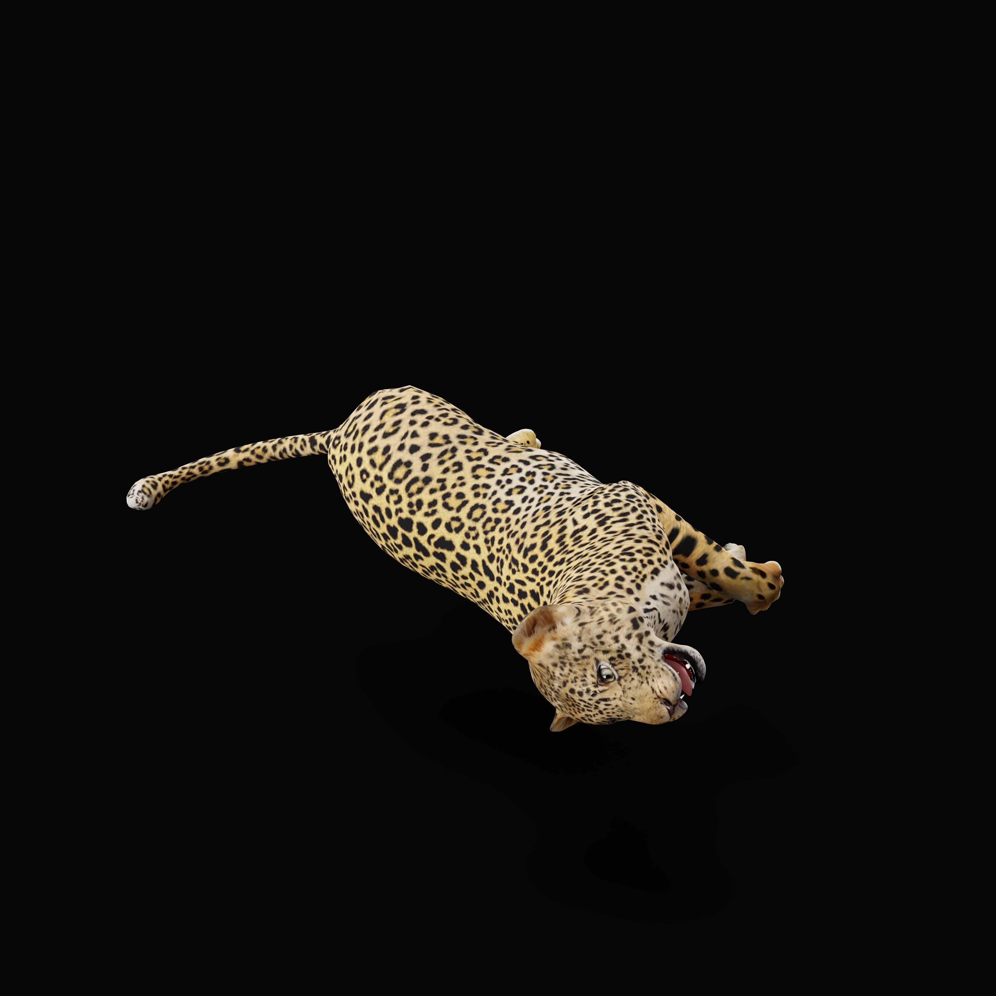Leopard Cub - Low-Poly Game-Ready 3D Model - View 34