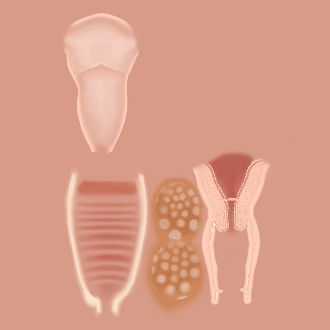 Pregnant Woman 3D Model – Detailed Anatomy with Fetus and Placenta, Rigged