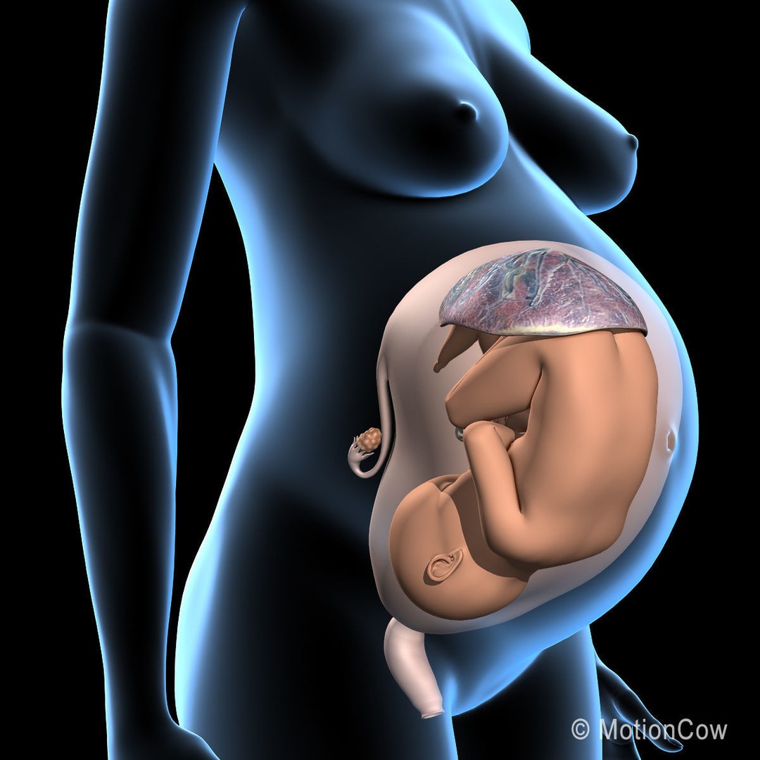 Pregnant Woman 3D Model – Detailed Anatomy with Fetus and Placenta, Rigged - View 10