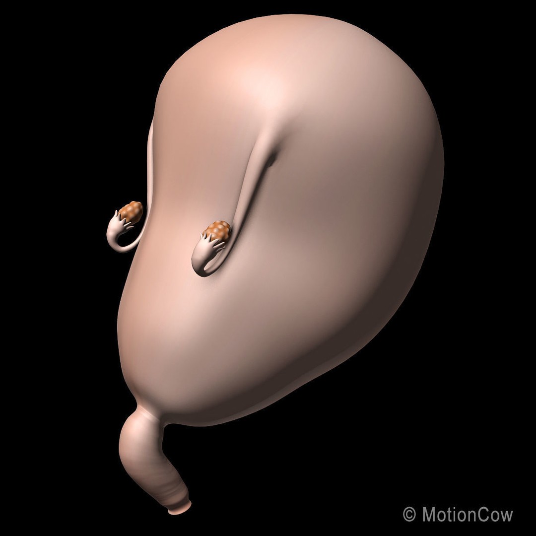 Pregnant Woman 3D Model – Detailed Anatomy with Fetus and Placenta, Rigged - View 12