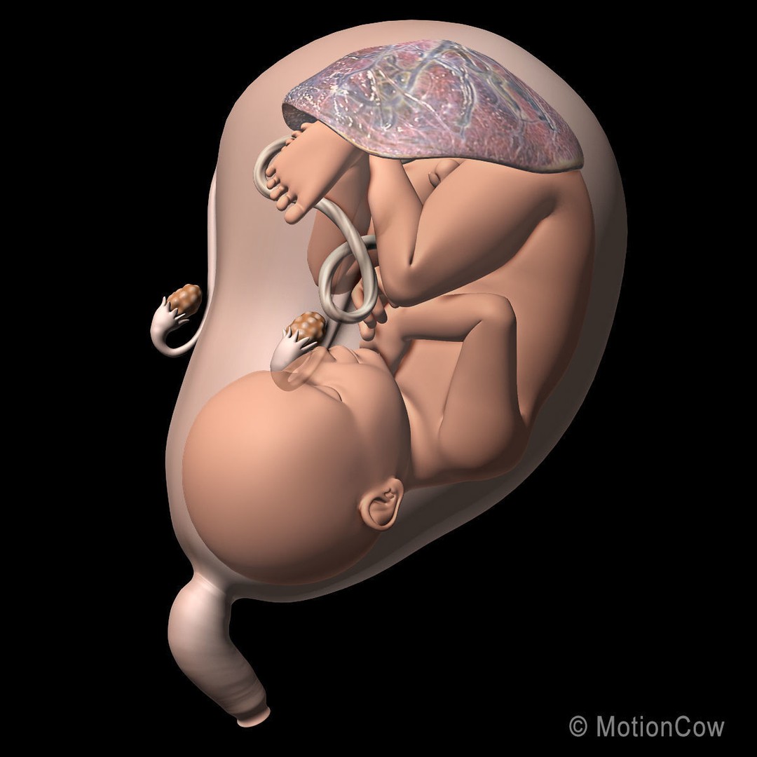 Pregnant Woman 3D Model – Detailed Anatomy with Fetus and Placenta, Rigged - View 13