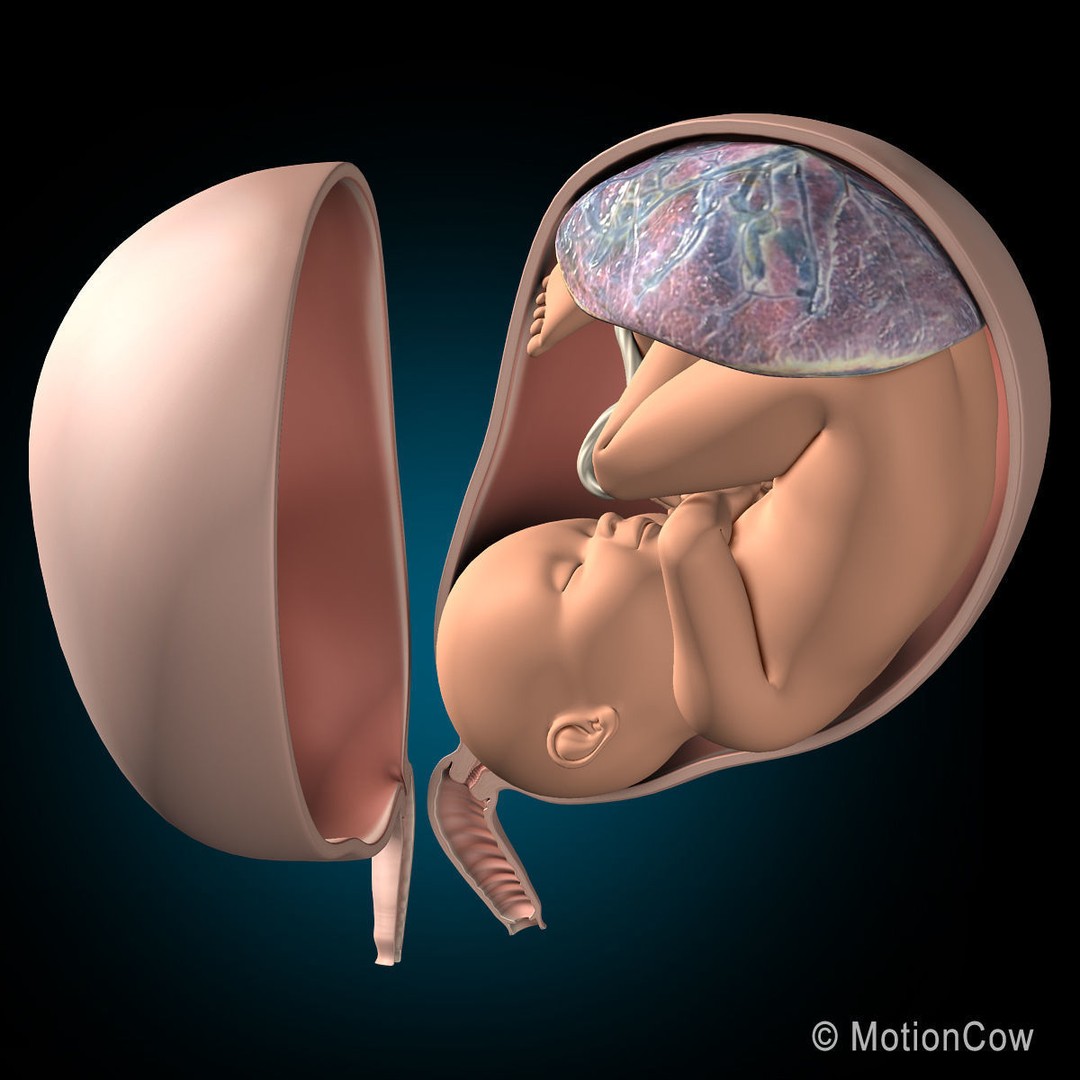 Pregnant Woman 3D Model – Detailed Anatomy with Fetus and Placenta, Rigged - View 14