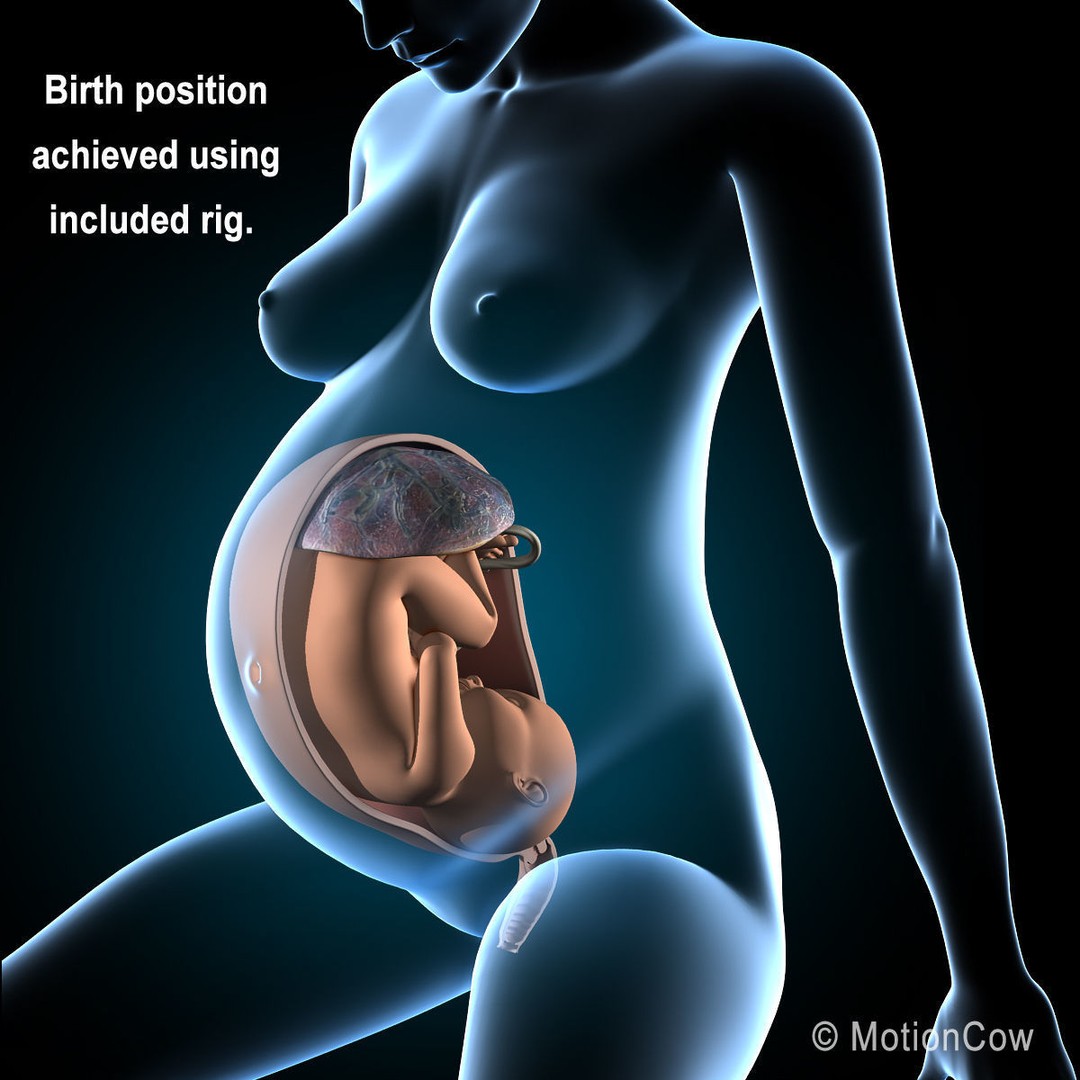 Pregnant Woman 3D Model – Detailed Anatomy with Fetus and Placenta, Rigged - View 16