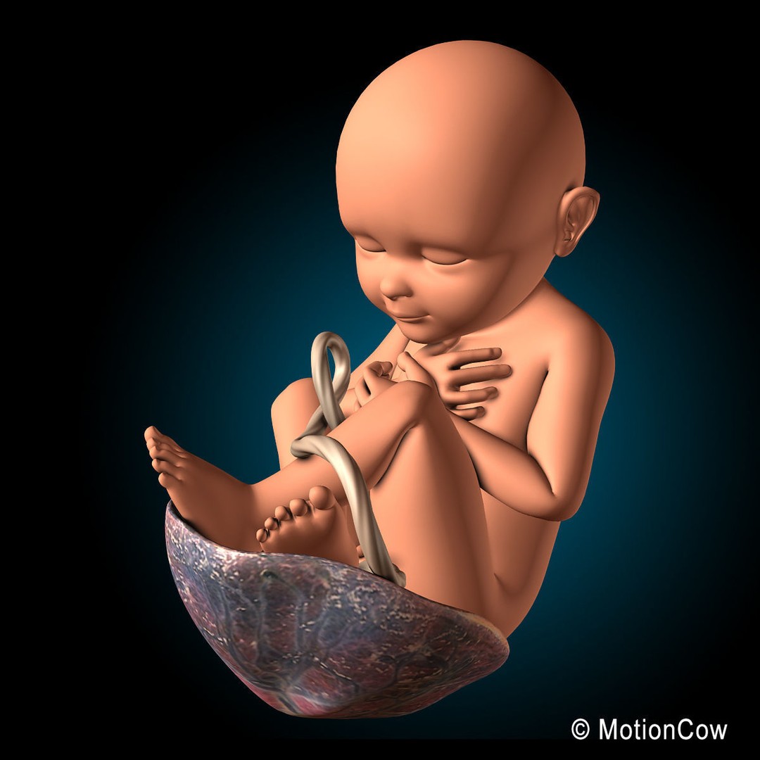 Pregnant Woman 3D Model – Detailed Anatomy with Fetus and Placenta, Rigged - View 17