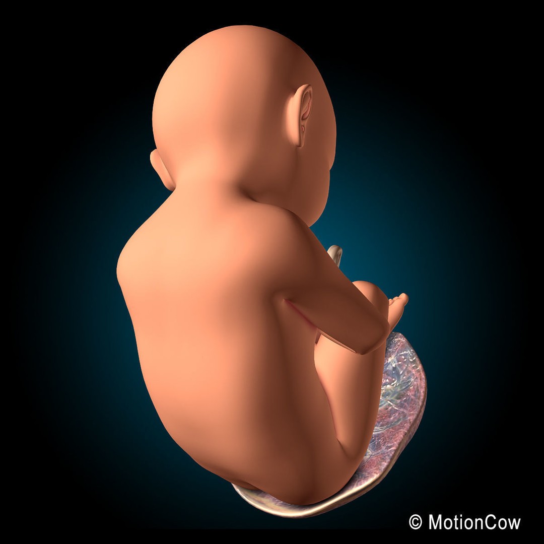 Pregnant Woman 3D Model – Detailed Anatomy with Fetus and Placenta, Rigged - View 18