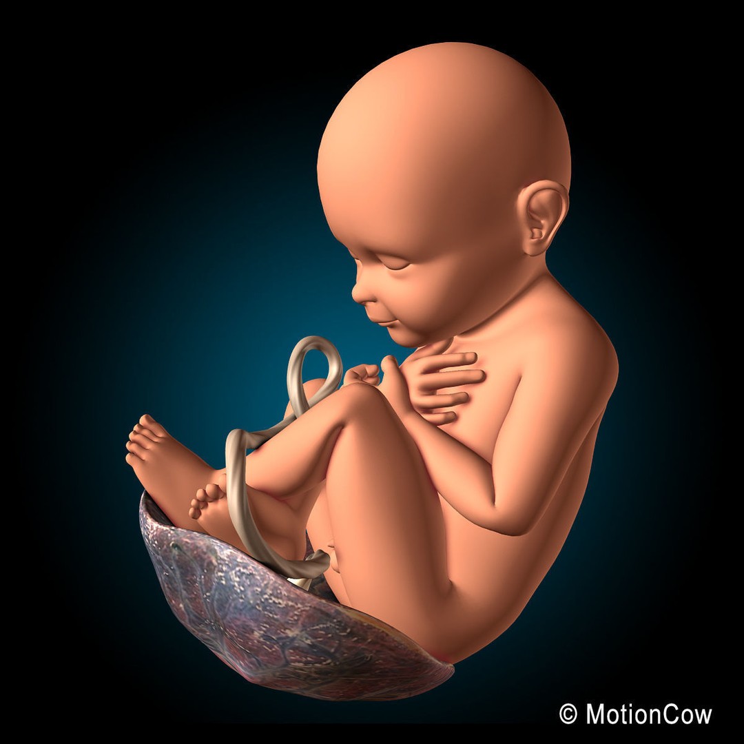 Pregnant Woman 3D Model – Detailed Anatomy with Fetus and Placenta, Rigged - View 19