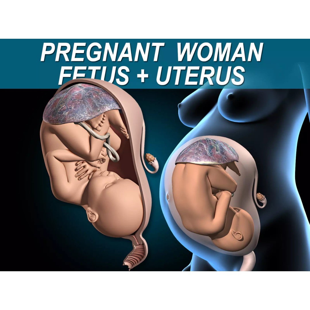 Pregnant Woman 3D Model – Detailed Anatomy with Fetus and Placenta, Rigged - View 2