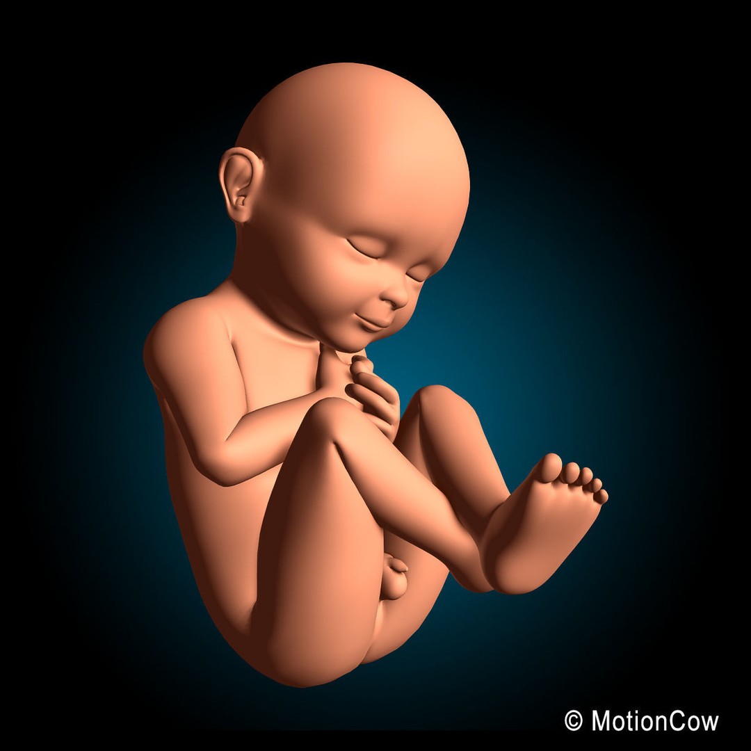 Pregnant Woman 3D Model – Detailed Anatomy with Fetus and Placenta, Rigged - View 20