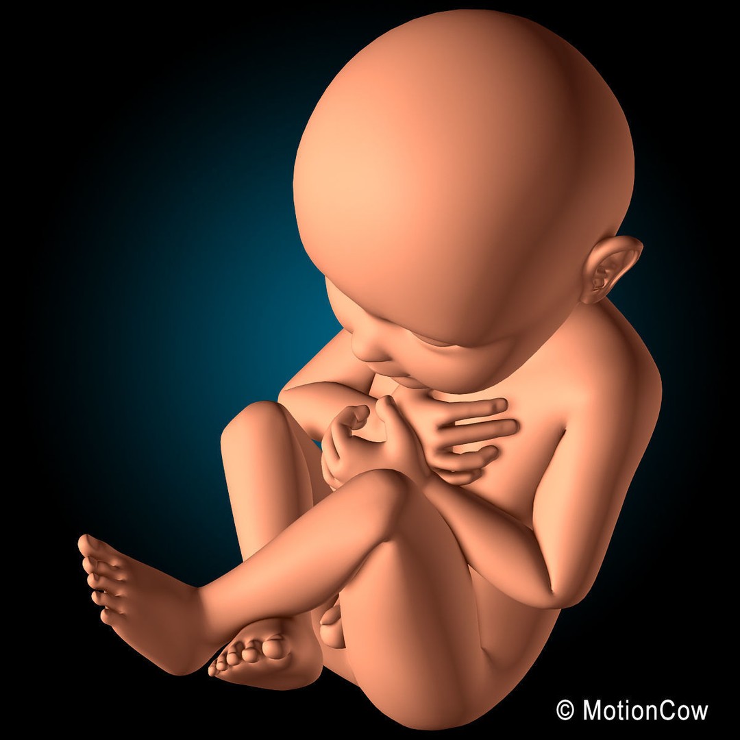 Pregnant Woman 3D Model – Detailed Anatomy with Fetus and Placenta, Rigged - View 23