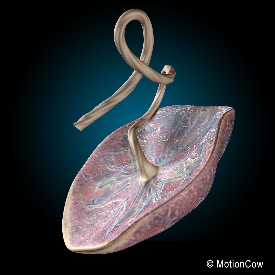 Pregnant Woman 3D Model – Detailed Anatomy with Fetus and Placenta, Rigged - View 24