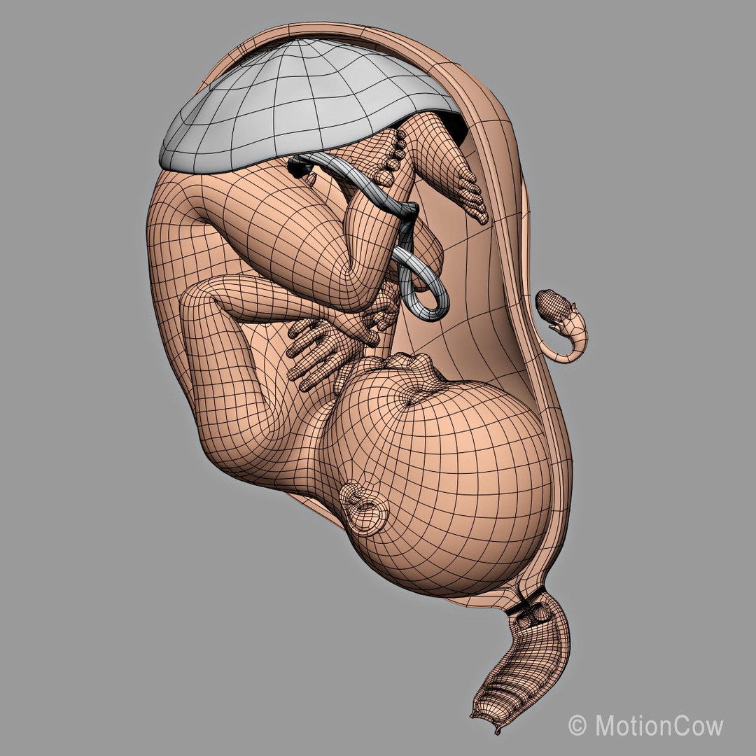 Pregnant Woman 3D Model – Detailed Anatomy with Fetus and Placenta, Rigged - View 36