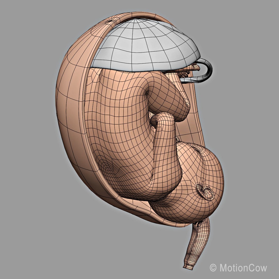 Pregnant Woman 3D Model – Detailed Anatomy with Fetus and Placenta, Rigged - View 37