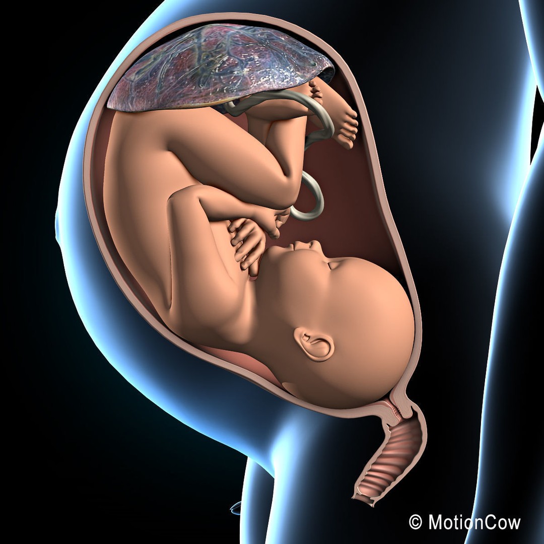 Pregnant Woman 3D Model – Detailed Anatomy with Fetus and Placenta, Rigged - View 4
