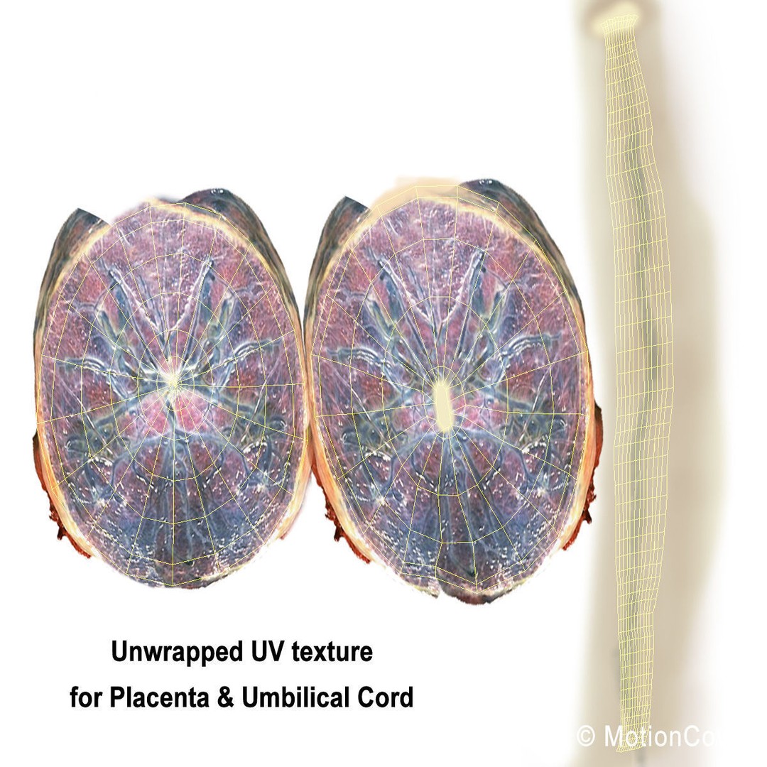 Pregnant Woman 3D Model – Detailed Anatomy with Fetus and Placenta, Rigged - View 41